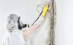 Best Mold Damage Restoration  in Page, AZ